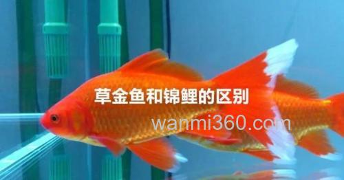 为什么鲫鲤鱼能够无性复制?