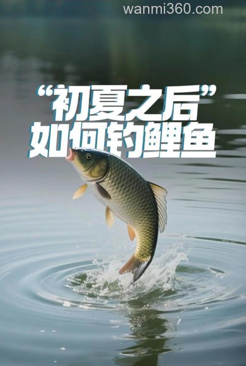 夏季钓鲤鱼必需加什么?