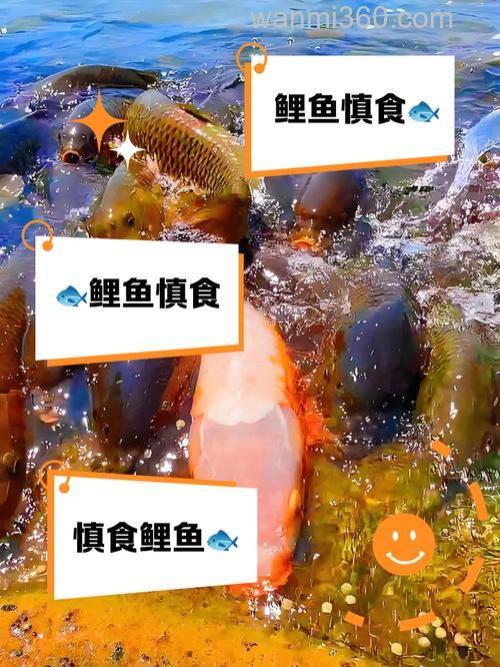 佛教徒为什么不能吃鲤鱼?