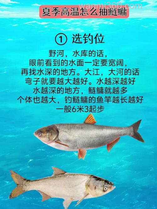 夏天水库台钓鲢鳙黄金时段,掌握这些技巧轻松获好鱼获