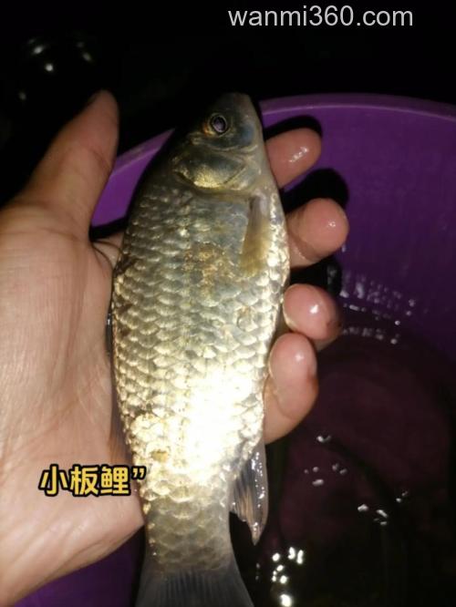 麸香的鱼饵钓什么鱼好?