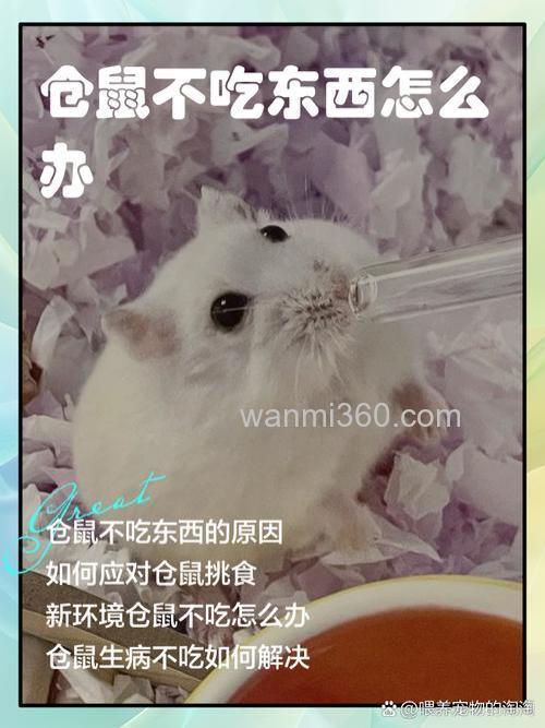 我家仓鼠不喜欢吃仓鼠饲料。。。