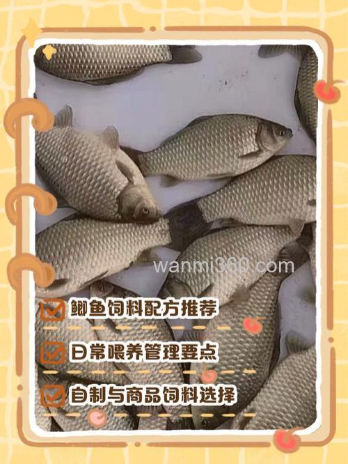 鲫鱼家养应喂什么?