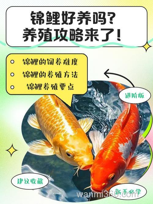 怎样养小鲤鱼?