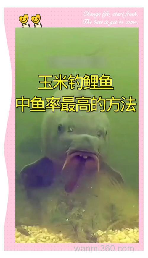酒味玉米适合钓什么鱼?