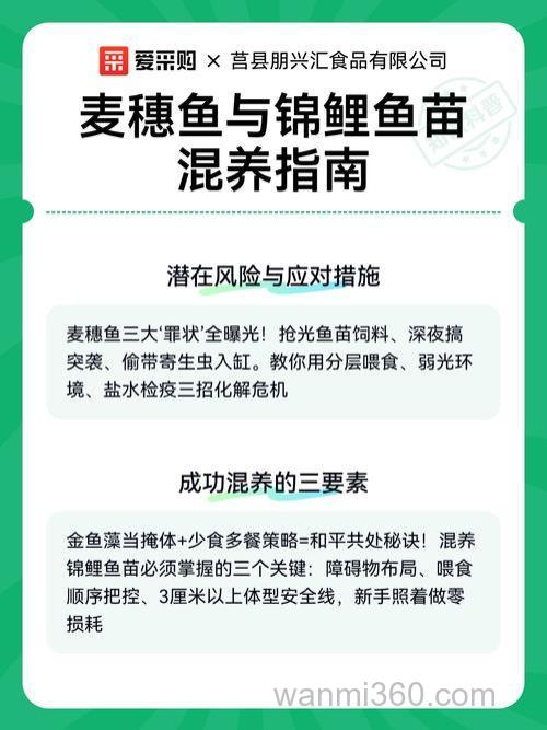麦穗鱼能和锦鲤混养吗？