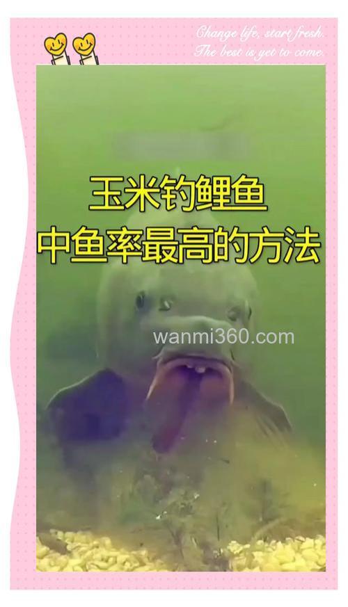 水底有淤泥怎么用玉米钓鲤鱼？