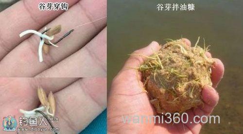用谷芽做鱼饵去钓草鱼效果奇好