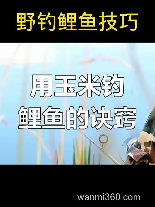玉米用什么泡钓鲤鱼最好?