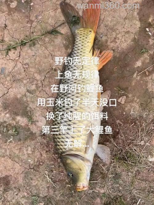 河里用玉米钓鲤鱼半天没有口？