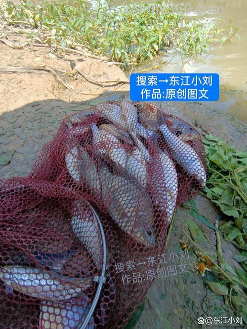 钓鱼大会以前攒的鱼为什么不行？