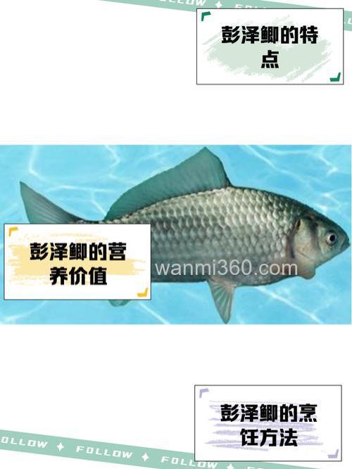 彭泽鲫的最佳钓法？