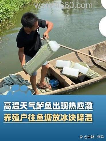 鱼塘里可以放猪油下去对鱼有影响吗