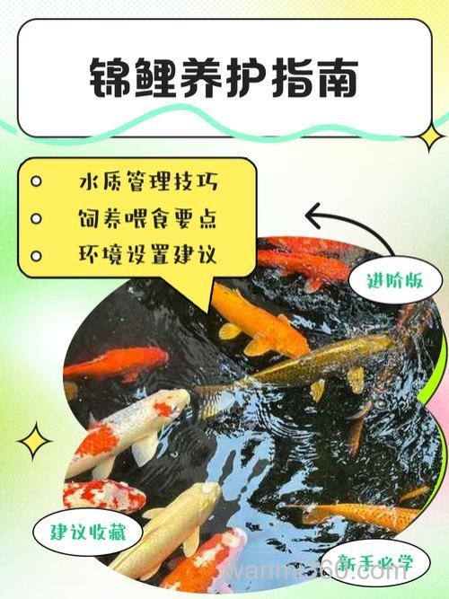 小鲤鱼怎么养才不会死那么快拜托各位大神