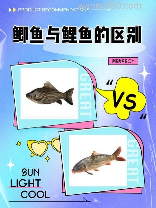 鲤鱼和鲫鱼有什么区别