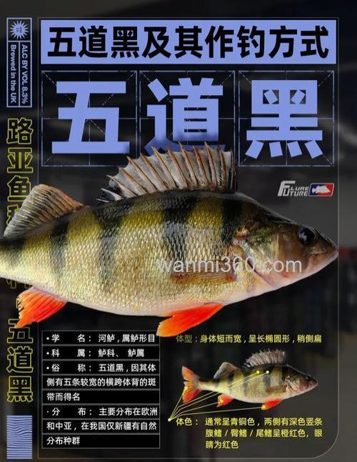 想要钓获黑鱼?先从了解它的生活习性做起!