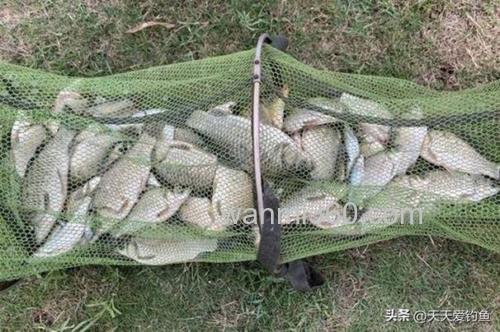钓大鲫鱼但是小杂鱼太多怎么钓