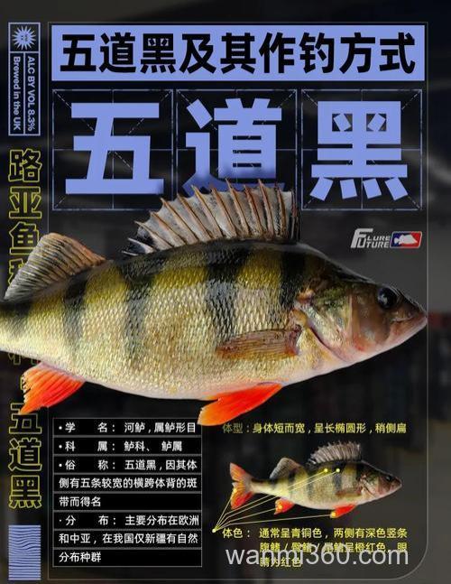 钓黑鱼要注意什么?