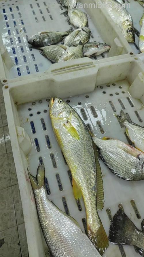黄瓜钓草鱼效果怎么样？