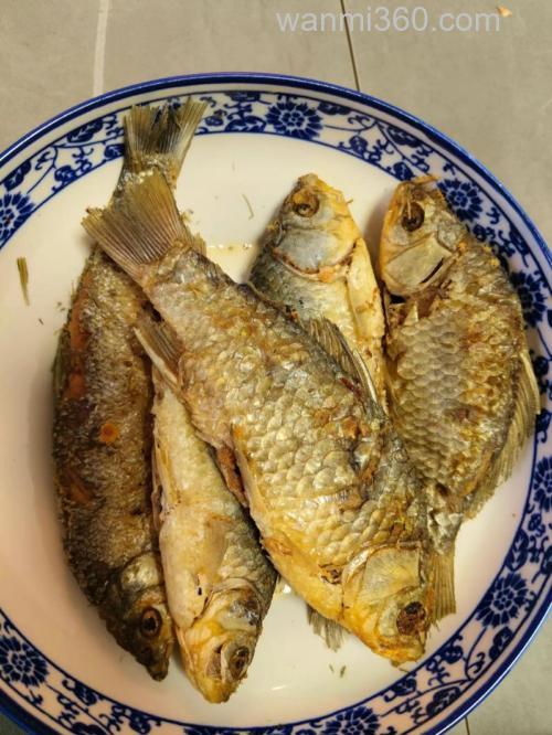 鲫鱼吃面粉吗?