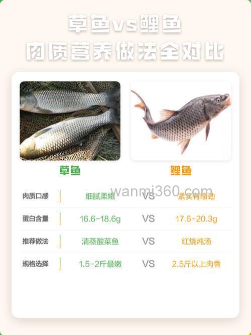 鲤鱼和草鱼的做法一样吗
