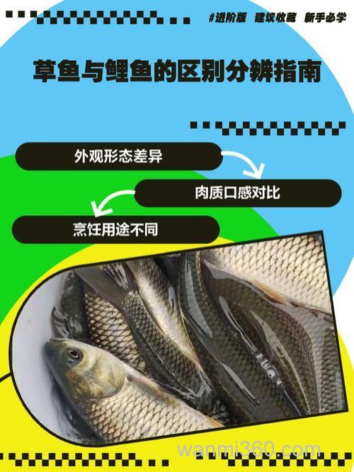鲤鱼和草鱼的饵料有什么区别？