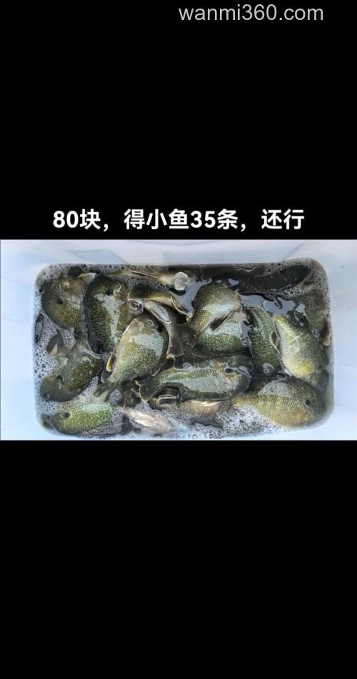 黑坑台钓太阳鱼的技巧与味型偏好,你知道多少?