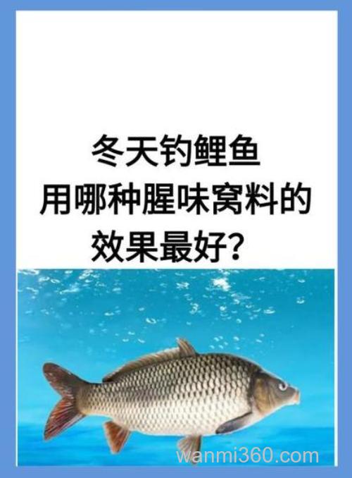 冬天钓鲤鱼用哪种腥味窝料的效果最好
