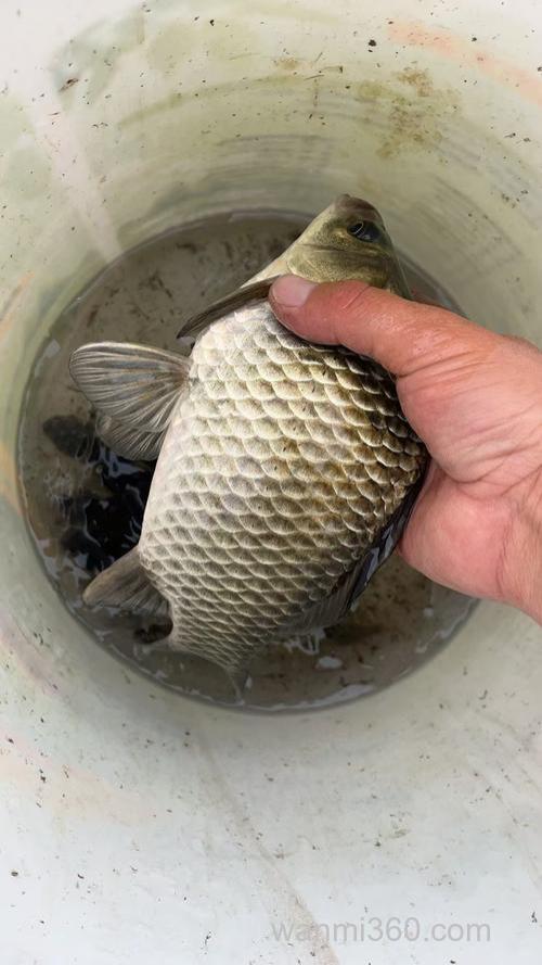 鲫鱼体形呈什么
