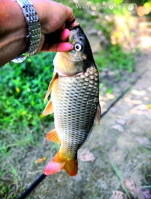 钓鲤鱼用面粉怎么钓?