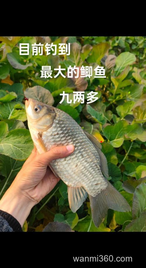 请教：老鬼的超级诱+速攻2#+小麦蛋白 能钓到鲫鱼吗？