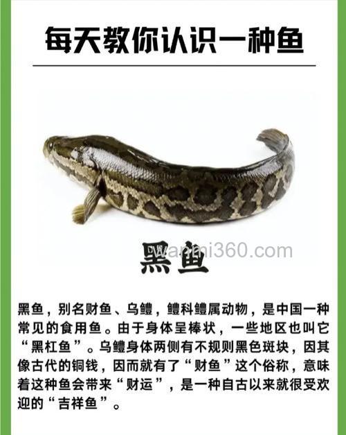 黑鱼,淡水鱼中最凶猛的几种肉食性鱼类,你钓到过吗