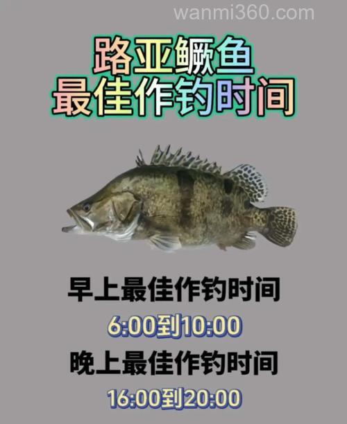 钓获鳜鱼的经典饵料是活虾!掌握这些技巧,中鱼率显著提高
