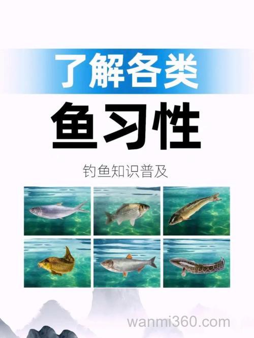 台钓白条鱼的实用经验分享:钓具、饵料、钓位及手法全解析