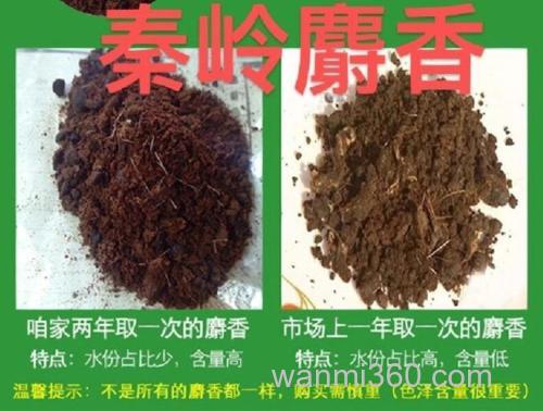 用麝香粉怎么泡麝香酒？