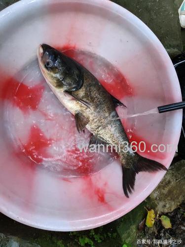 成都周边野钓推荐葫芦口水库钓鲢鳙巴适得很