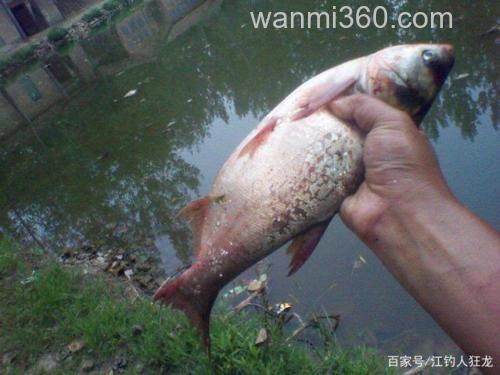 江里钓鲢鳙的这些门道,其实就是钓傻瓜鱼