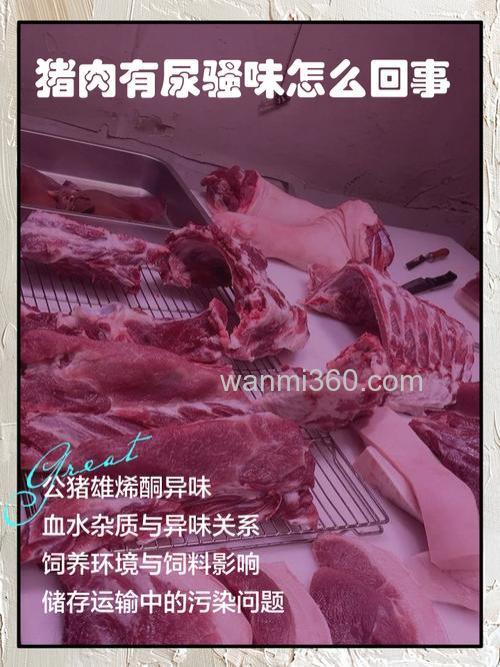 猪肉有尿味,这是为什么?