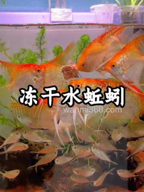 蚯蚓喂什么鱼喜欢吃?