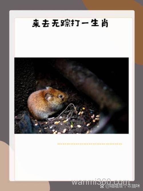 为什么市面上没有了麝香饵？