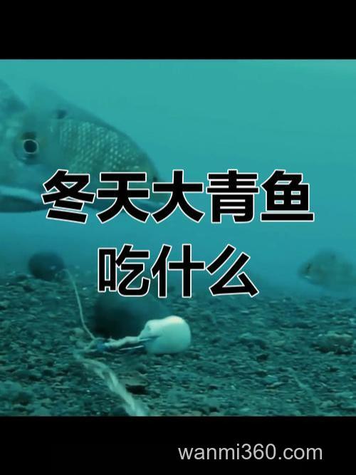 鲤鱼喜欢吃田螺还是玉米?