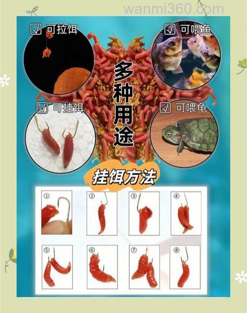 红虫开饵最佳配方?