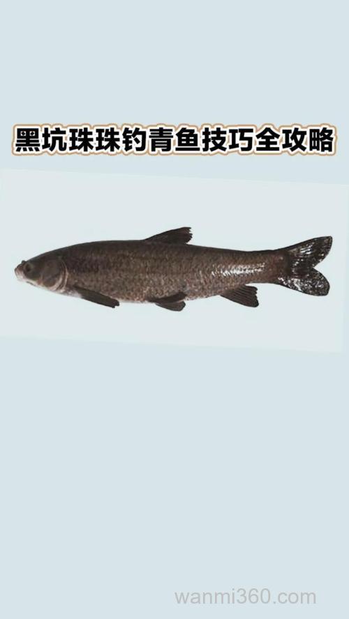 秋天钓青鱼看老钓友的垂钓经验和技巧