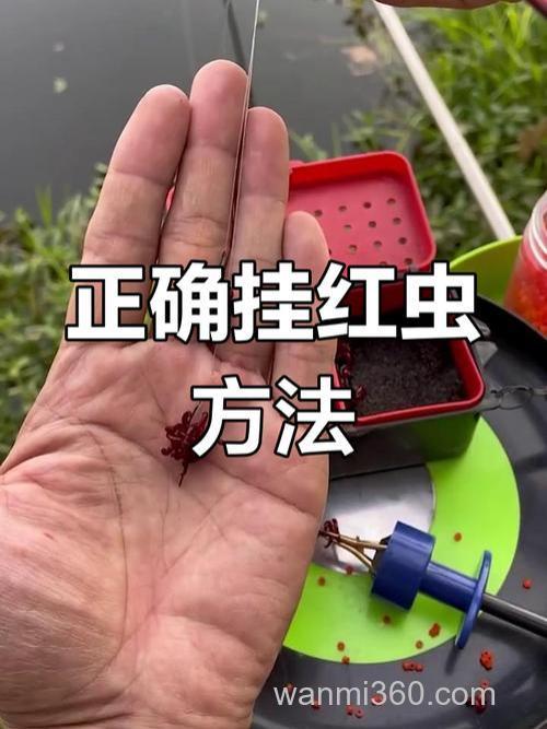 钓鲫鱼用红虫还是饵料?