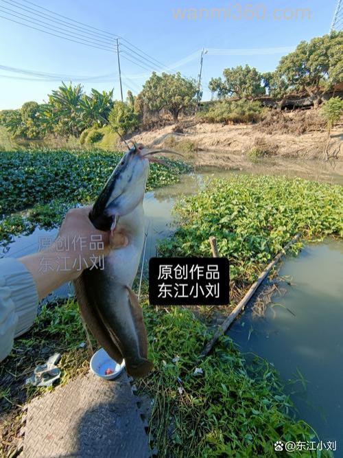 怎么搞野河老鲤?