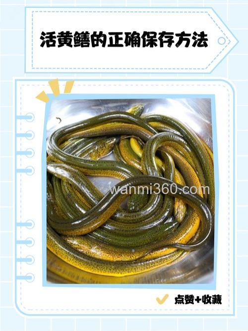 黄鳝吃肉虫怎么养？
