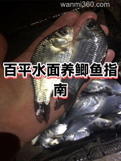 怎样可以让池养鲫鱼生长速度快