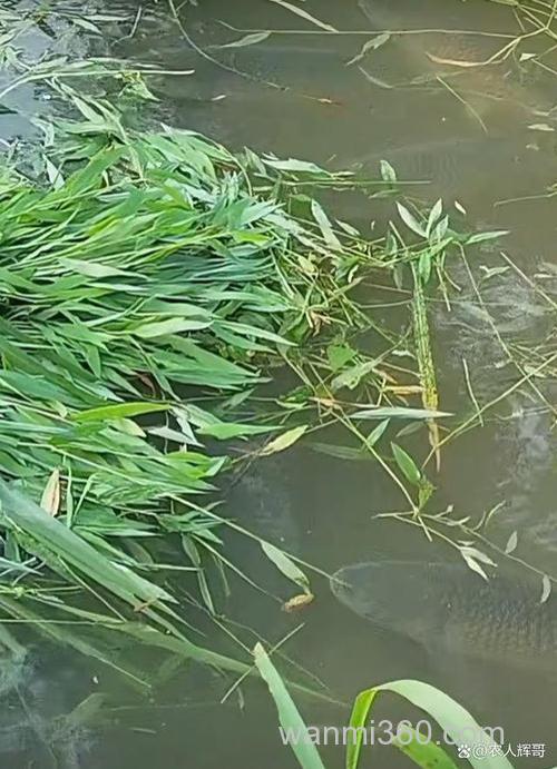 水塘里的草鱼吃什么草长得快