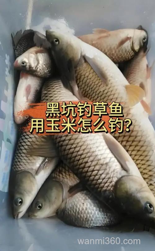 黑坑怎样用嫩玉米钓草鱼?