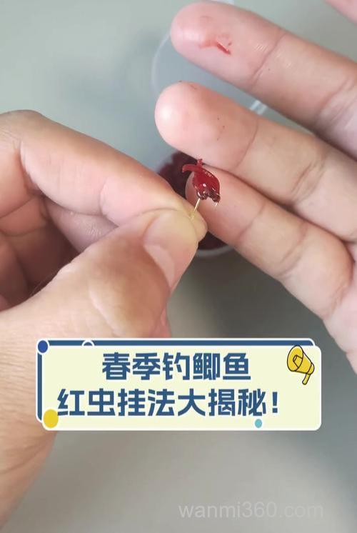 浅析野钓鲫鱼用虫的技巧